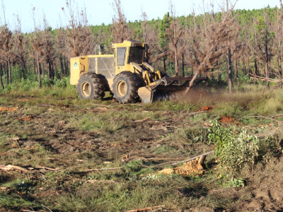 Can mulchers be used to effectively clear young forest stands?