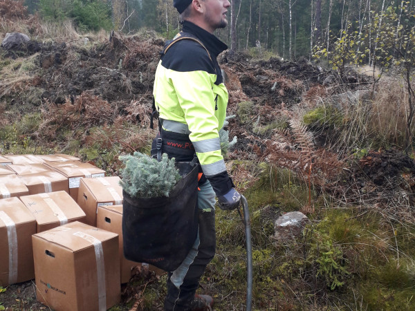 How forest trees are planted manually in Sweden
