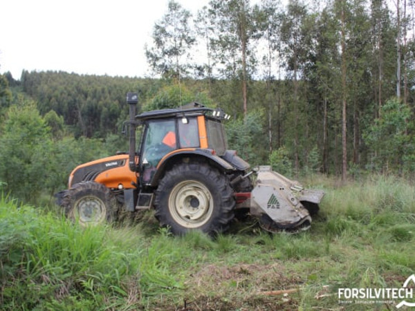 Valtra tractor with FAE head mulching an overgrown forest stand before replanting