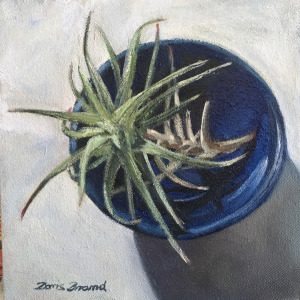 Air plant in little blue bowl