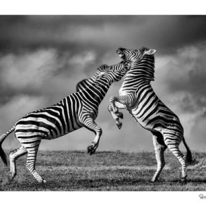 Zebra fight