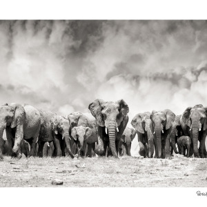 Herd of elephants