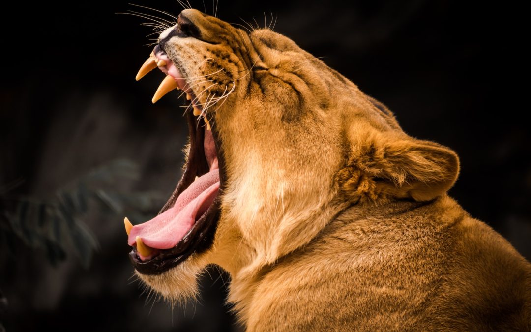 Is South Africa dangerous? A tourists’ focus on health, security and traffic accidents Is South Africa dangerous? A tourists’ focus on health, security and traffic accidents