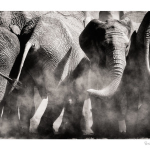 Elephant family