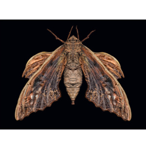 Botswana Night-kite Moth