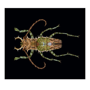 Candelabra Longhorn Beetle