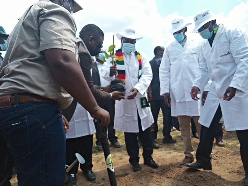 ZIMBABWE COMMEMORATES NATIONAL TREE PLANTING DAY Zimbabwe Forestry zimbabwe-commemorates-national-tree-planting-day-zimbabwe-forestry