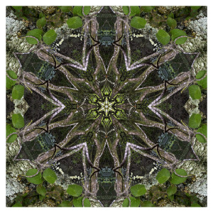 Wilderness Kaleidoscope