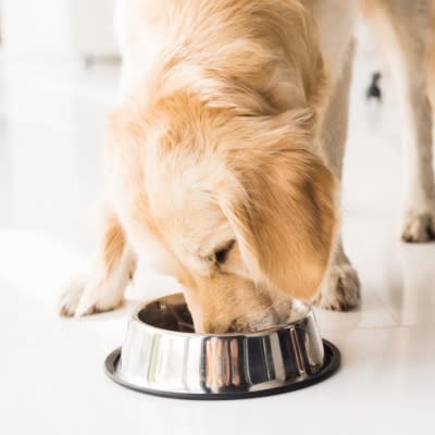 Caprichem - Pet Accessories