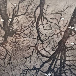 Shadows in the water