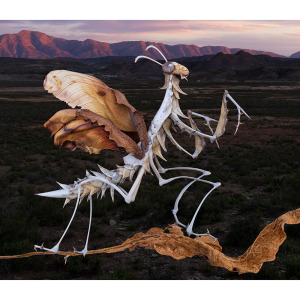 Bone mender mantis surveying the Karoo
