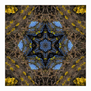 Kandelaarbos Kaleidoskoop