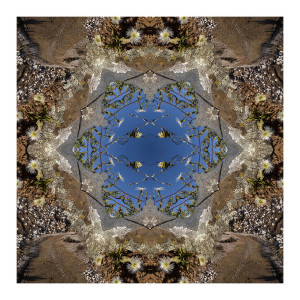 Orbweb spider Kaleidoscope