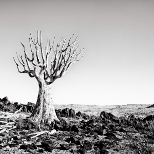 The breath of the Kokerboom