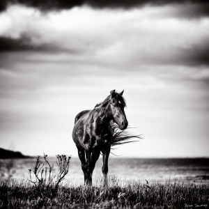 Wild horse of the Cape