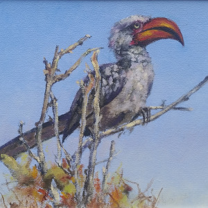 Red-billed Hornbill