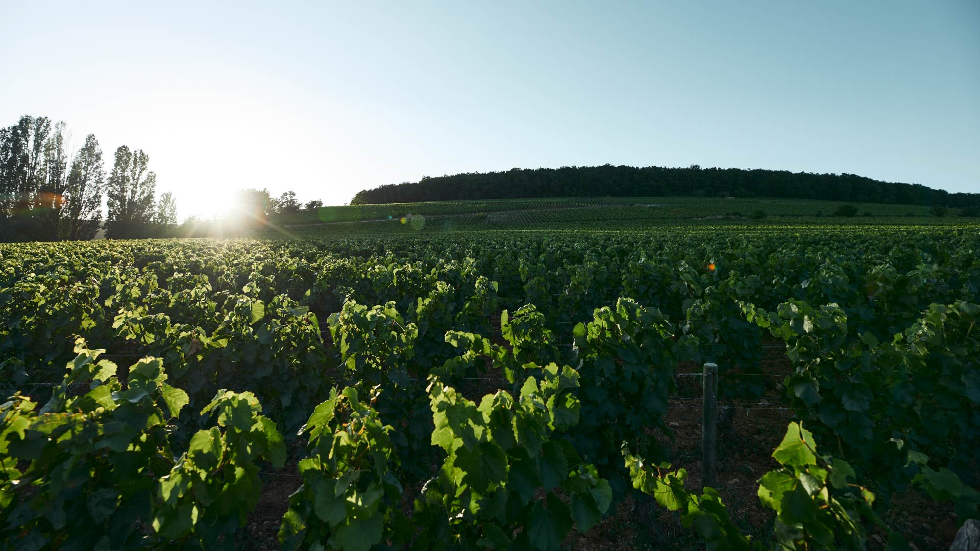 Un domaine emblématique de Bourgogne