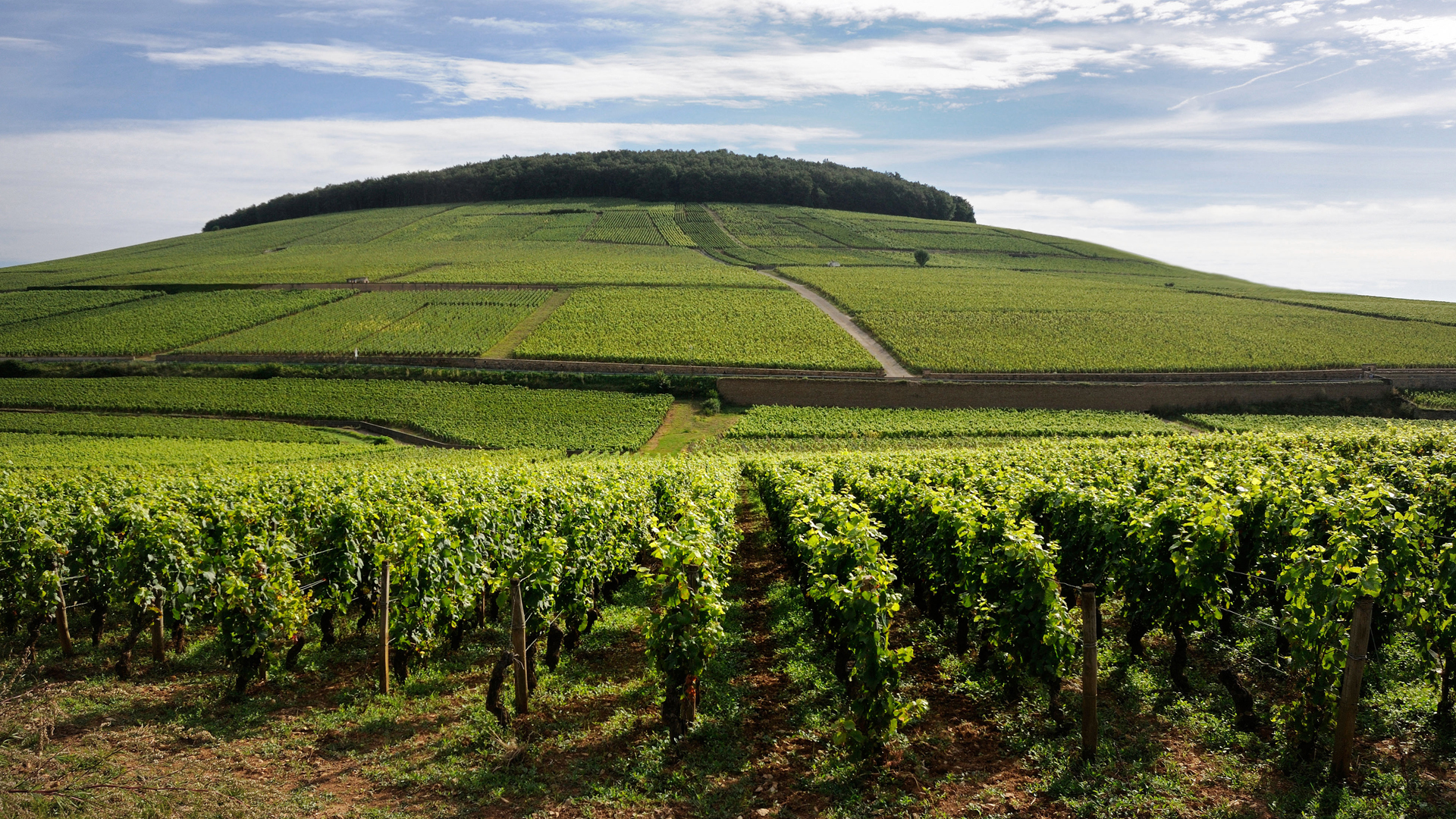 Our Côte de Beaune Wines