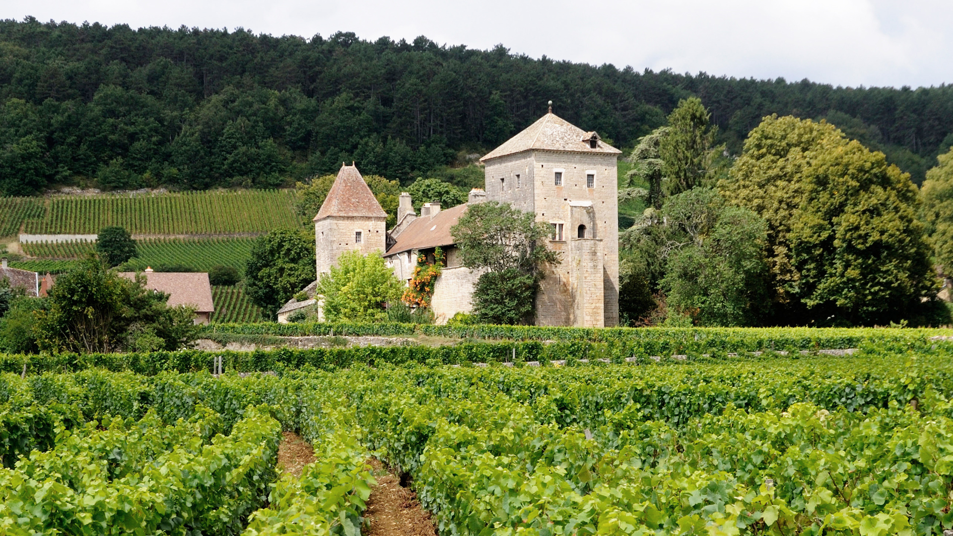 Our Wines