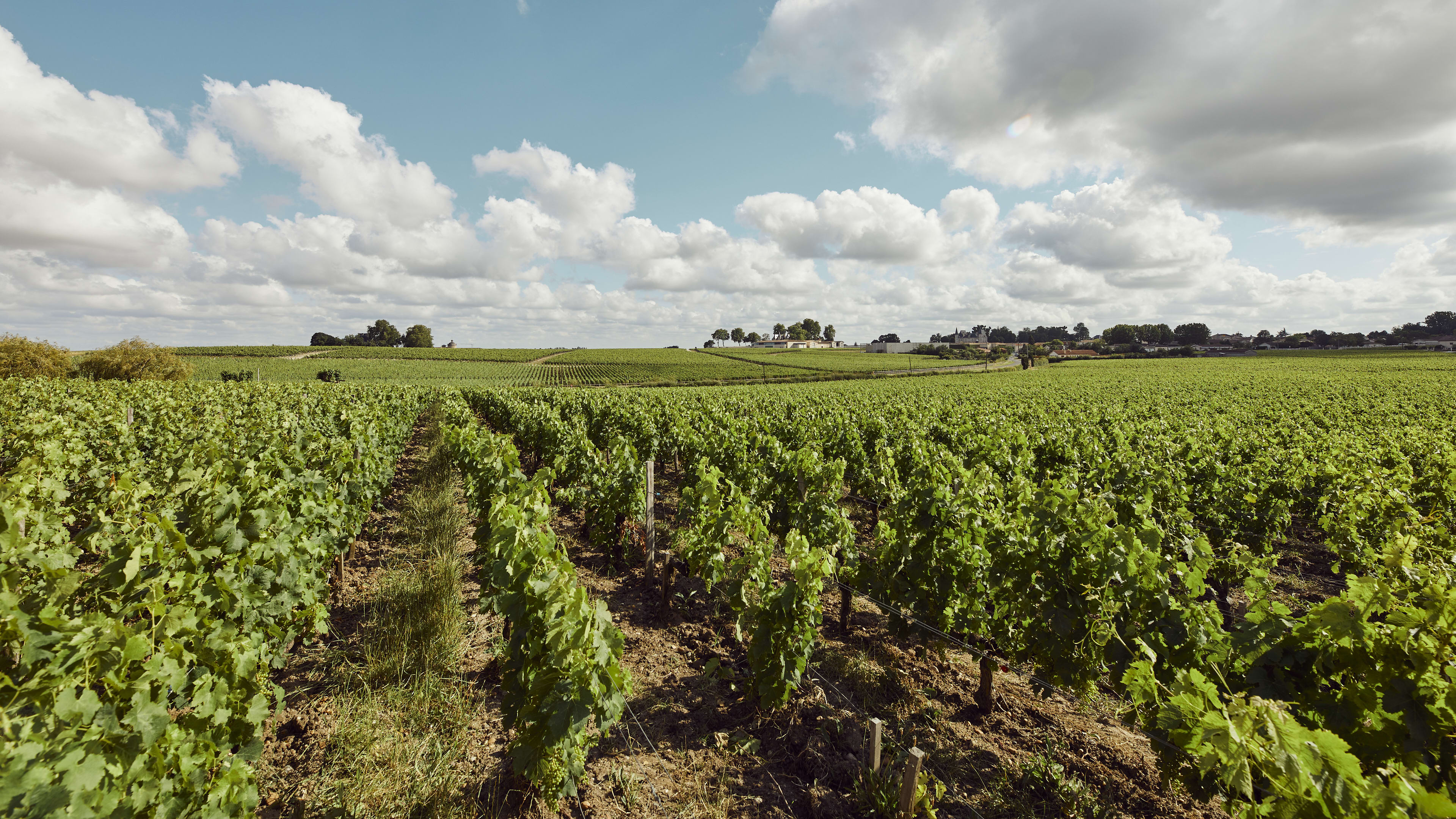 Château Haut-Bages Libéral vineyard in Bordeaux, France