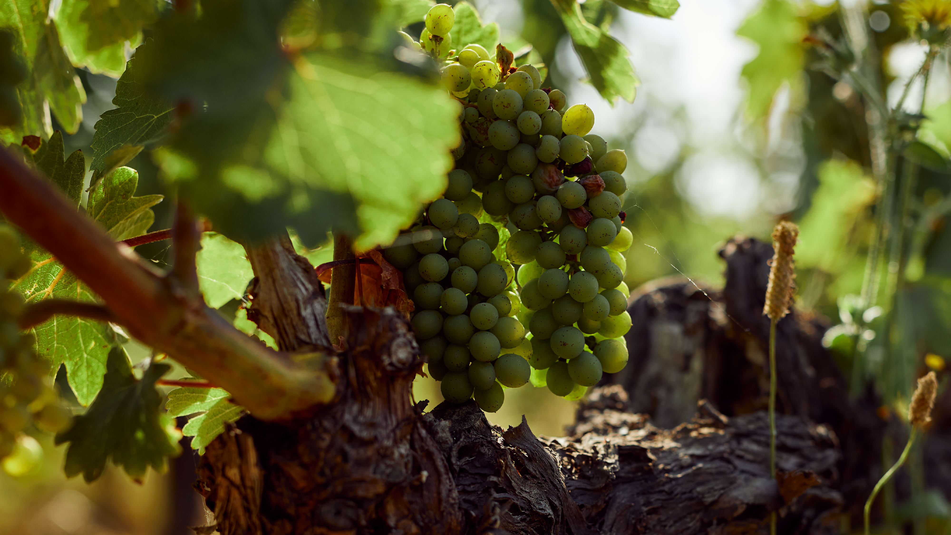 Why Winemakers Love Chenin Blanc