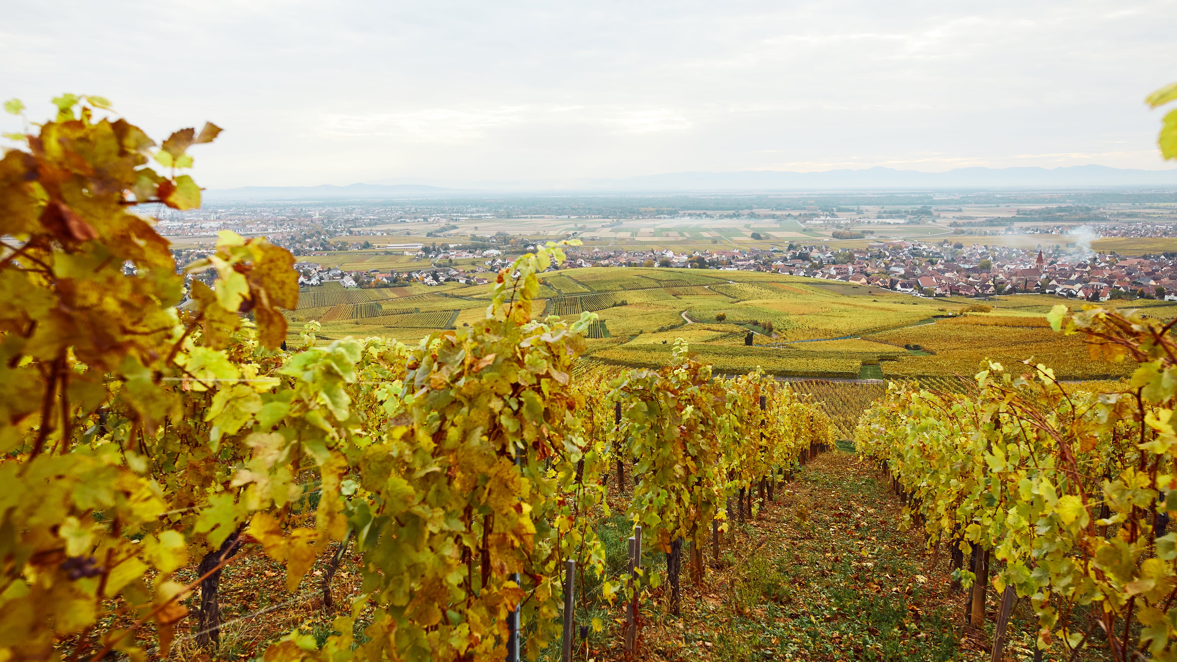 A wine appellation