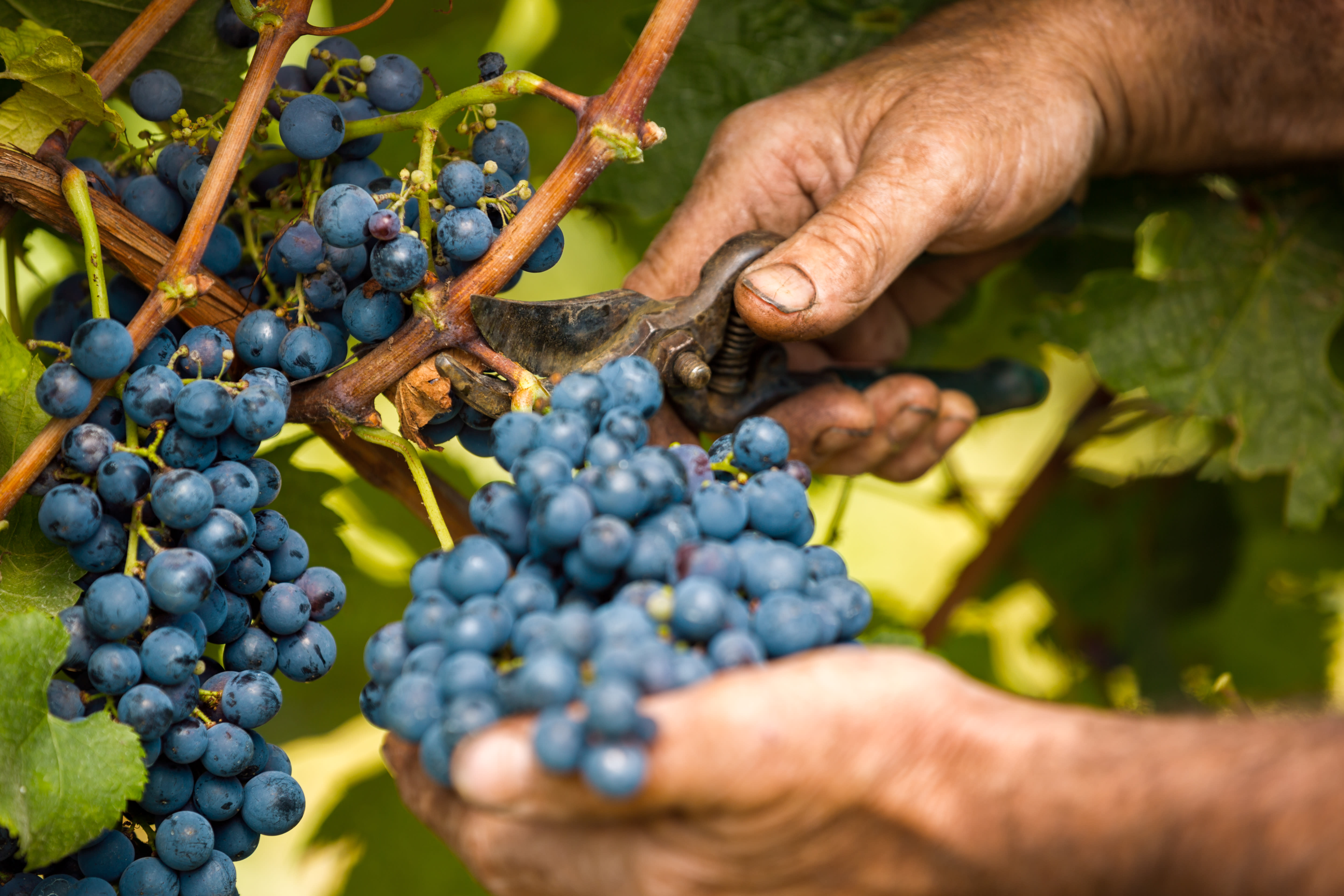 The Importance of Fair Labor Practices in Winemaking