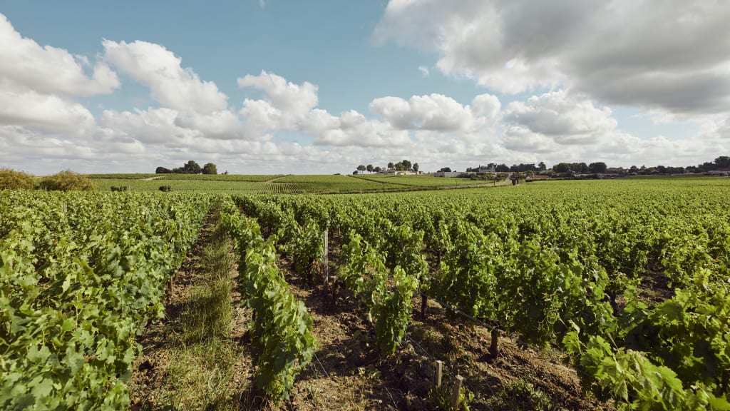 Château Haut-Bages Libéral vineyard in Bordeaux, France
