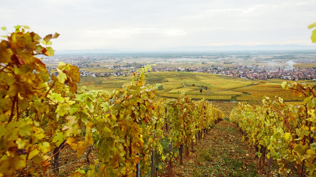 A wine appellation
