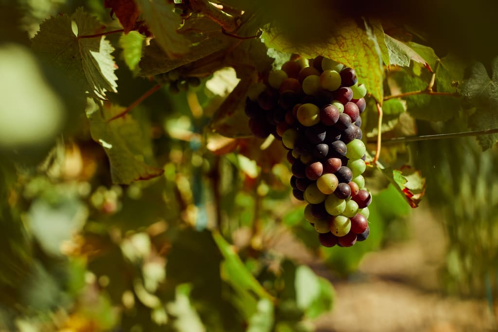 nature plays a key role in how wine is made