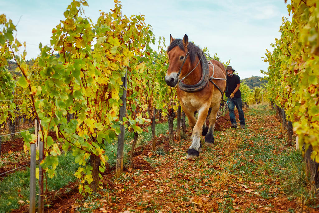 biodynamic growers employ the use of horses in the winemaking process