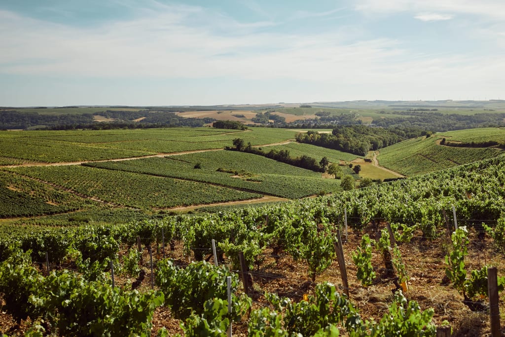 Organic wine production at a vineyard in France