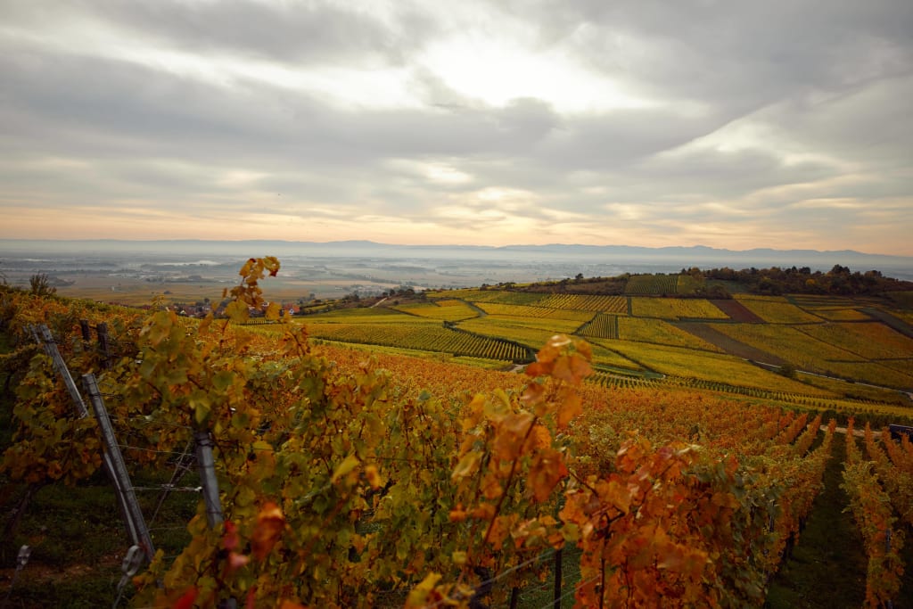 Riesling is one of the grape varieties in the wine region of Alsace, France