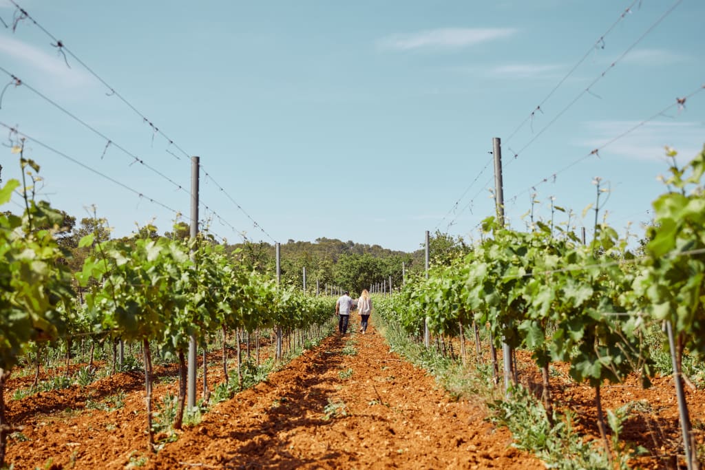 a biodynamic vineyard