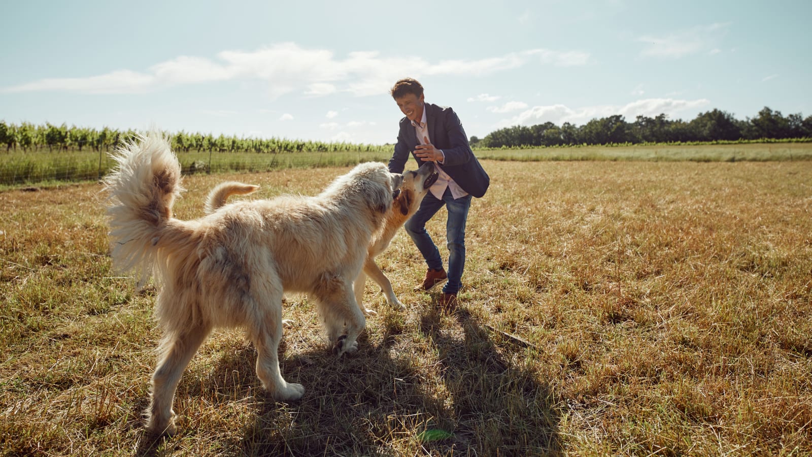 Wine Producer with dogs
