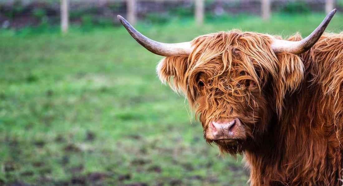 The Quiet Locals, Aberdeenshire — photograph 8