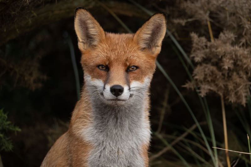 The Quiet Locals — Aberdeenshire