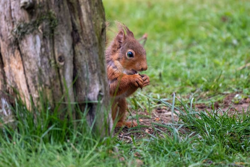 The Quiet Locals — Aberdeenshire
