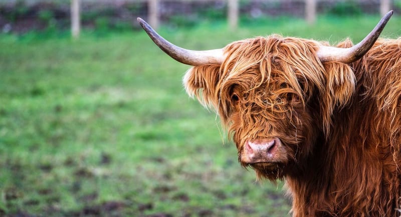 The Quiet Locals — Aberdeenshire