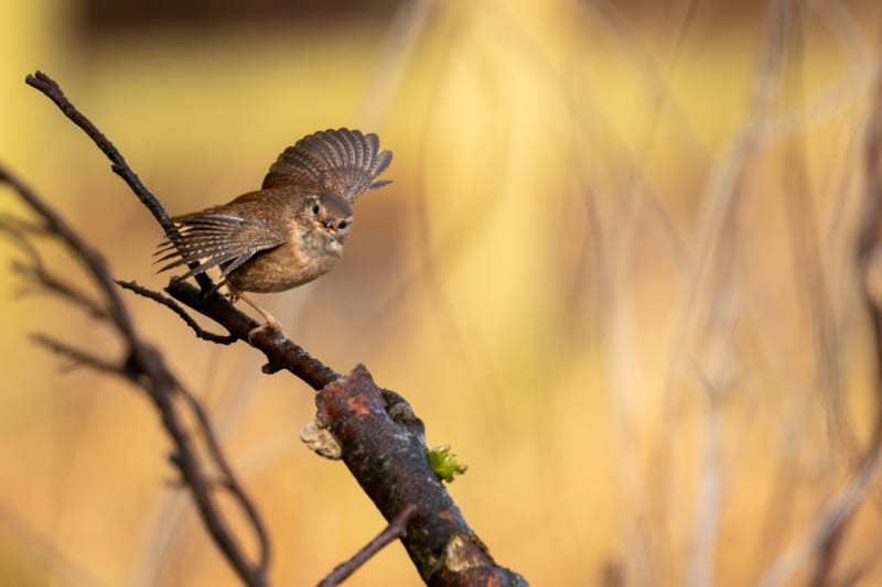 The Quiet Locals — Aberdeenshire