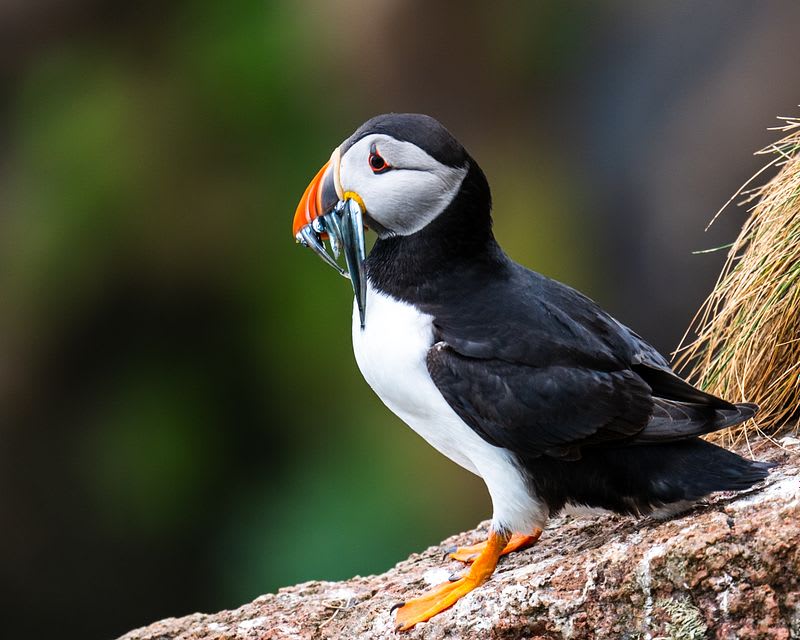 Seabird Cities — Scottish Coast