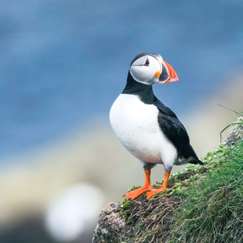 Seabird Cities — Scottish Coast