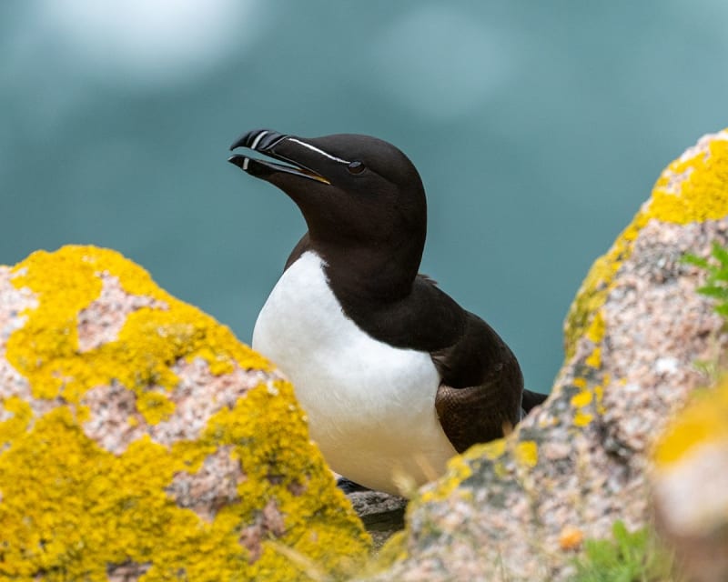 Seabird Cities — Scottish Coast