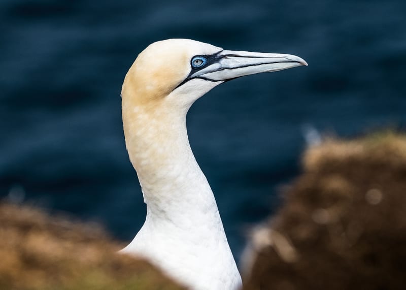 Seabird Cities — Scottish Coast