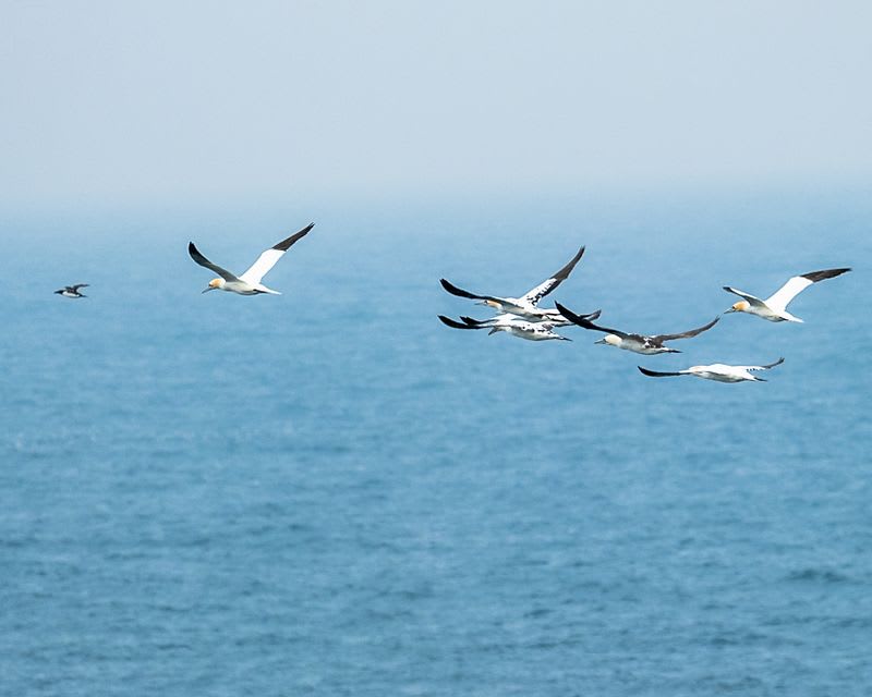 Seabird Cities — Scottish Coast