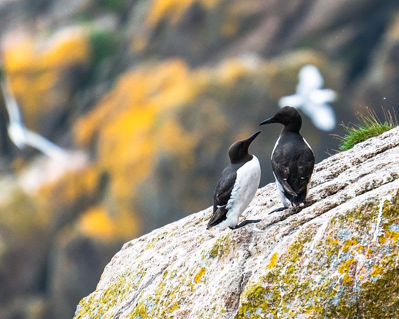 Seabird Cities — Scottish Coast