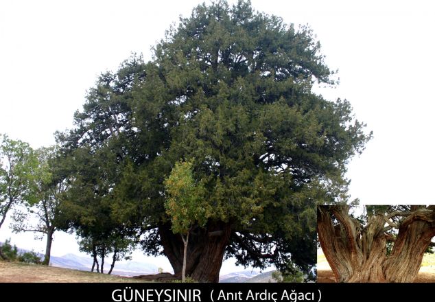 Bin Yıllık Anıt Ardıç Ağacı - Bardas, Güneysınır, Konya