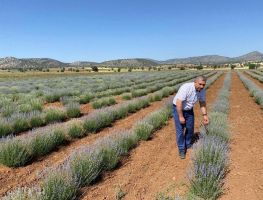 Güneysınır Lavanta Kokmaya başladı.