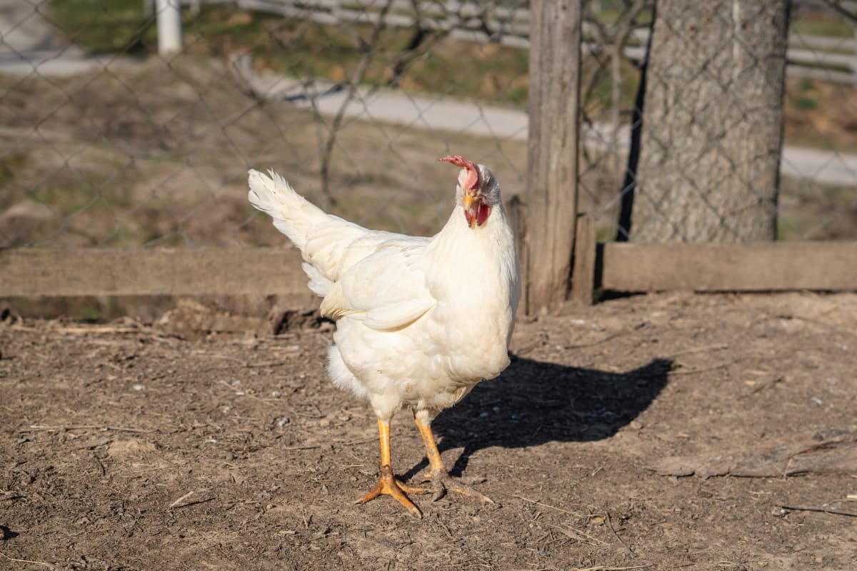 Leghorn