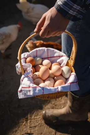 Kakva su jaja ovih koka?